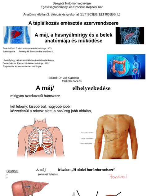A pelenkázási terület anatómiája és a kiütések elhelyezkedése