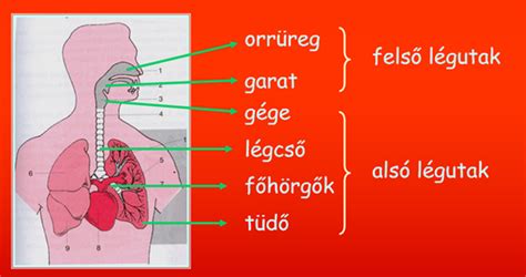 Lamaze légzés technika ábra