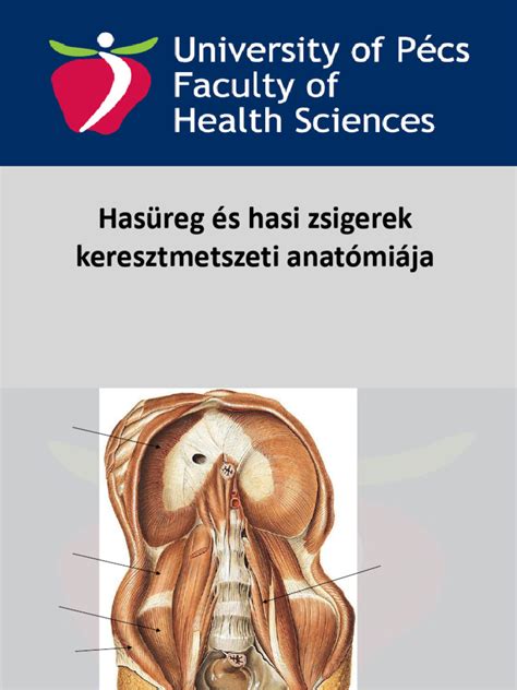 Sertés tejmirigyeinek metszeti képe