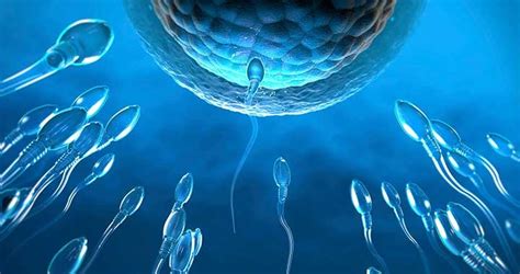 A megtermékenyülő petesejt és a spermiumok vándorlása