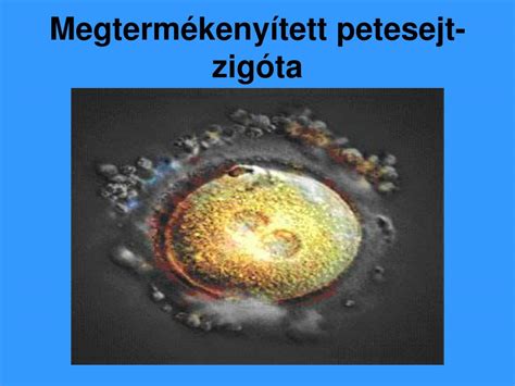 A megtermékenyített petesejt fejlődése és osztódása napról napra