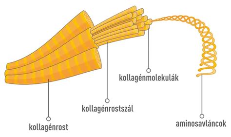 A kollagén molekuláris szerkezete