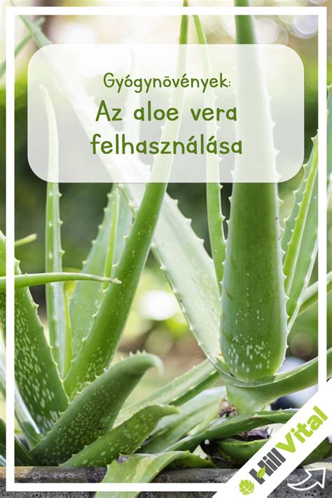 Aloe vera levél keresztmetszete a géllel és a latexszel