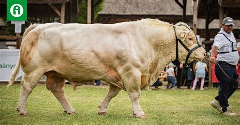 Charolais húsmarha
