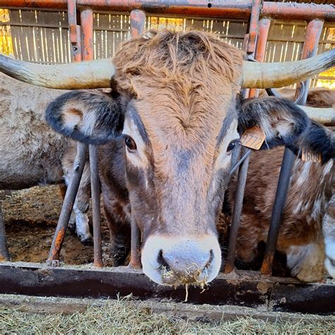 Aubrac húsmarha