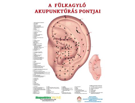 A fül akupunktúrás pontjainak térképe