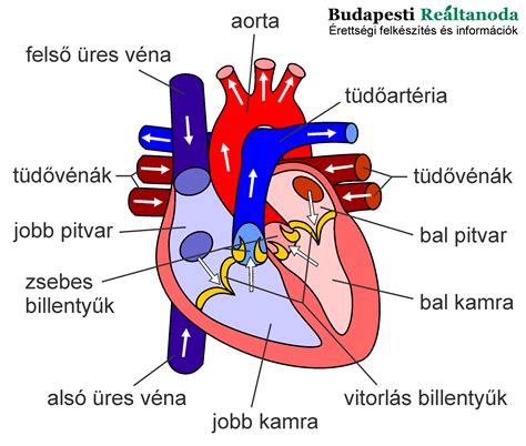 Az emberi szív fejlődése az embrionális korban
