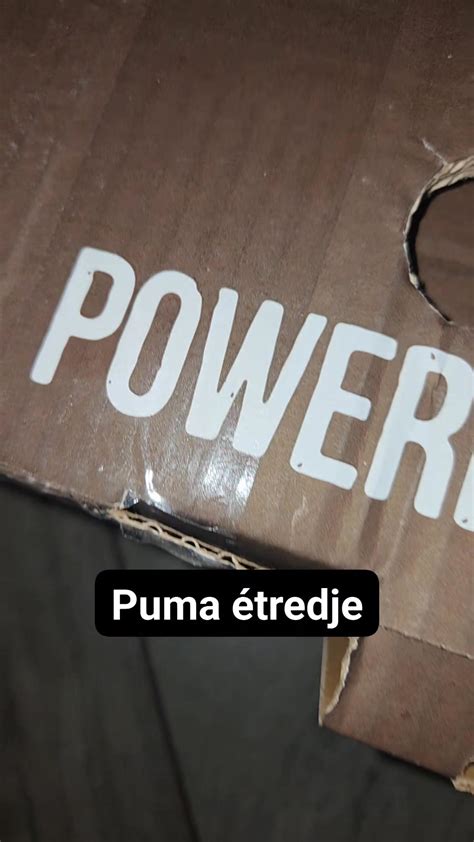 A kiskutyák és az anyakutya. Szoptató anyakutya, mellette kölyökkutyák