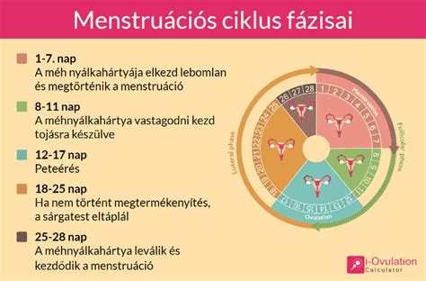 A méh méretének változása a terhesség alatt