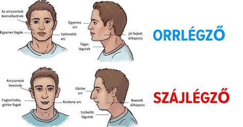 Animált ábra, amely az orrlégzés és a szájlégzés közötti különbséget mutatja be.