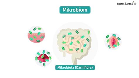 Mikrobiom és antibiotikumok