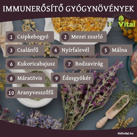Immunerősítő gyógynövények