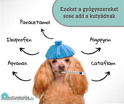 Mérgező gyógyszerek listája kutyák számára