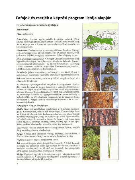 Különböző fafajok lombozata