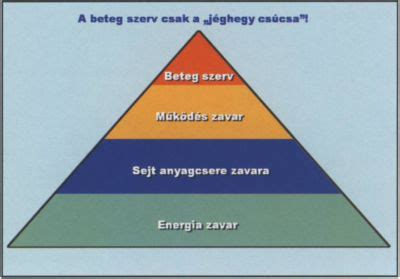 A fogciszta kialakulásának fázisai