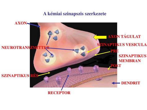 Szinaptikus rés sematikus rajza neurotranszmitterekkel