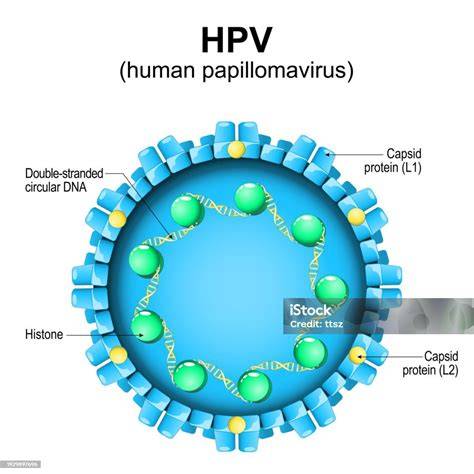 HPV vírus életciklusa