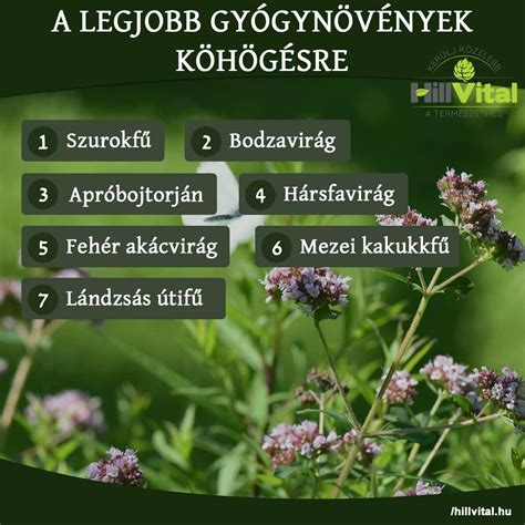 Gyógynövények a szoptatós teában