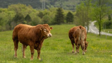 Szarvasmarhák legelésznek egy zöld mezőn, háttérben egy modern istállóval