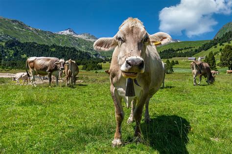 Tehenek kötetlen tartásban, szabadon mozogva egy nagy istállóban