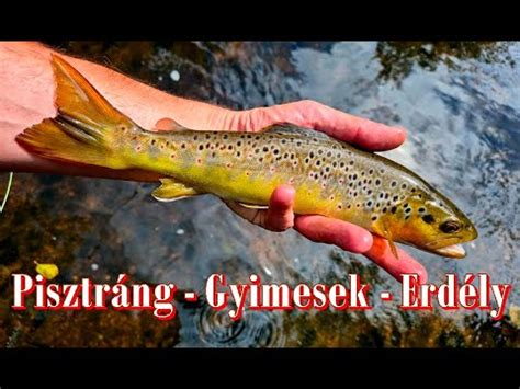 Tiszta vizű patakban úszó pisztrángok