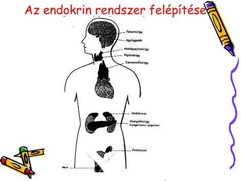 A hormonális rendszer működését bemutató diagram