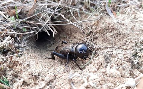 Mezei tücsök (Gryllus campestris) részletes fotója