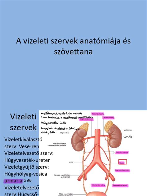Bababőr anatómiája és érzékenysége