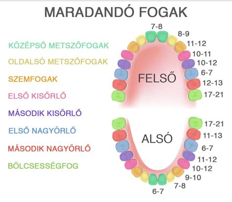 A tejfogak kibújásának sorrendjét ábrázoló sematikus ábra