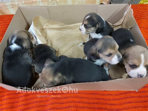 Kiskutyák elválasztása az anyától