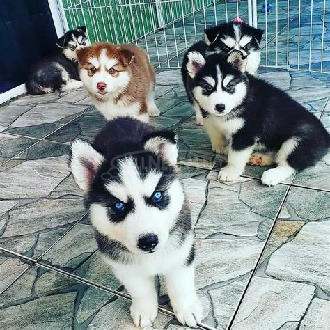 Szibériai husky kölyök