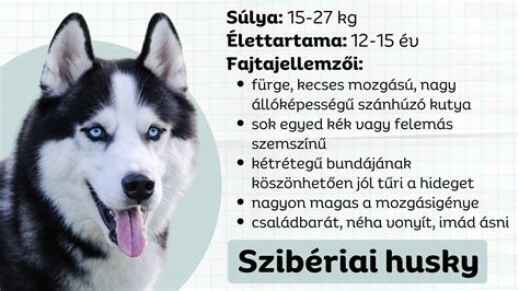 Szibériai husky rajz