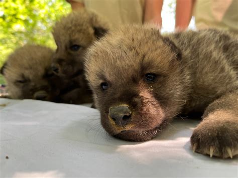 A kölykök elválasztása és szilárd táplálékra való átállás