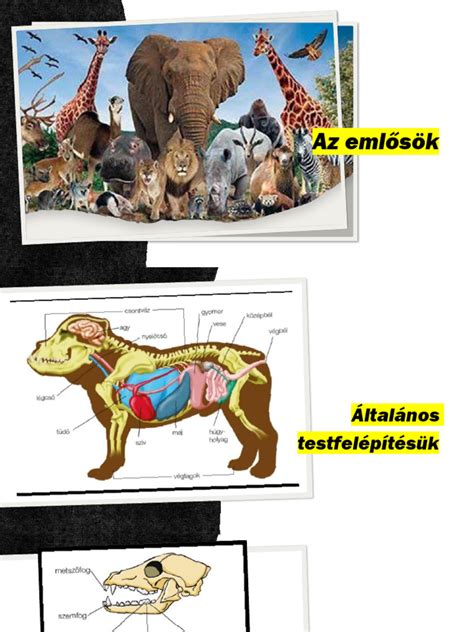 Az emlősök evolúciós törzsfája és sokfélesége