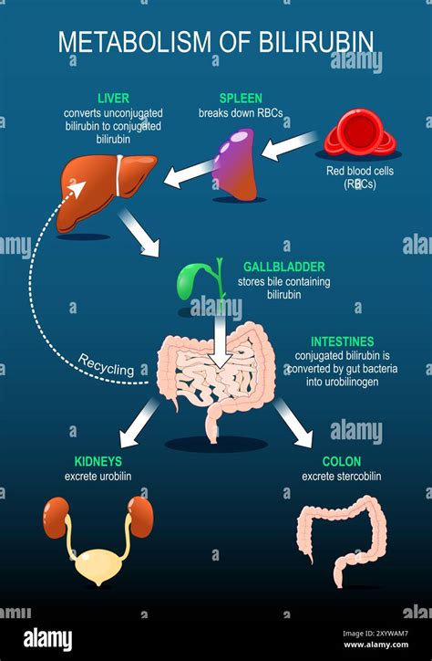A bilirubin metabolizmusának sémája