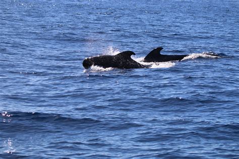 Tenerife, bálnavadászat, delfinek, óceán