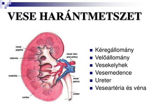 A vese működése és az NSAID-ok hatása