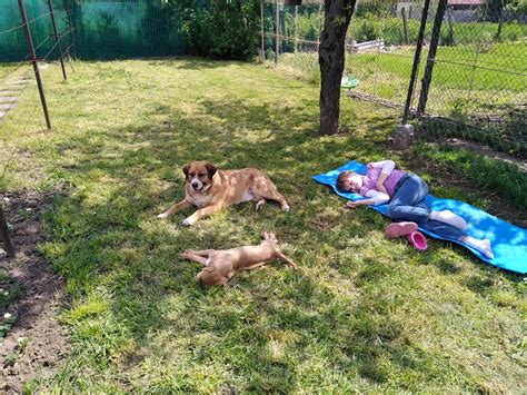 Család kiskutyával