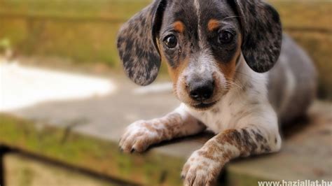 Kölyökkutya kiképzése