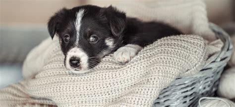 Kölyökkutya felszerelések