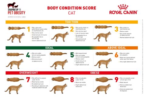Macska Body Condition Score táblázat