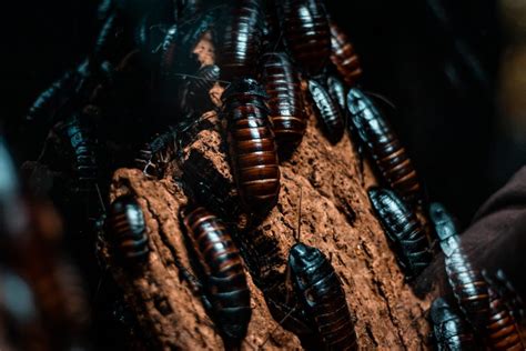 A csótányok testfelépítése és jellemzői