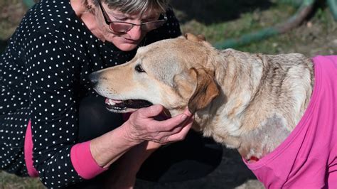 Boldog kutya és gazdája