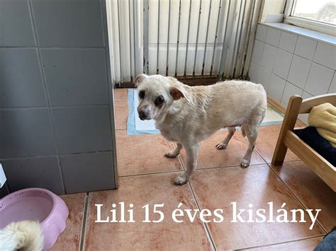Lili, a titokzatos kislány